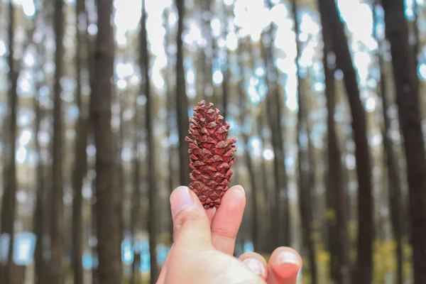 a hand bring brown pine cone or pine tree fruit with pine forest in the background