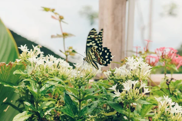 Nahaufnahme Eines Tropischen Weißen Schmetterlings Auf Einer Blüte Weißer Blume — Stockfoto
