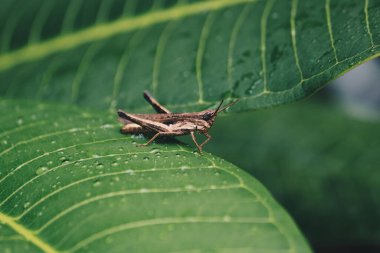 Su damlaları ile yeşil yapraklar üzerinde kahverengi çekirge (Paslı çekirge)