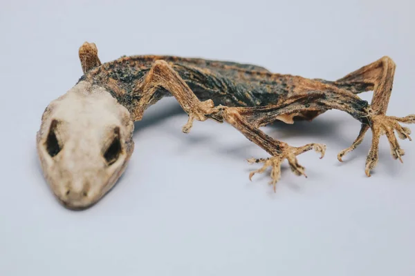 Dried Dead Small Lizard Showing Its Body Skeleton Isolated White — Stock Photo, Image