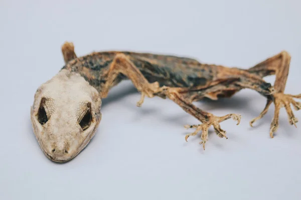 Lagarto Pequeno Morto Seco Mostrando Seu Esqueleto Corpo Isolado Branco — Fotografia de Stock