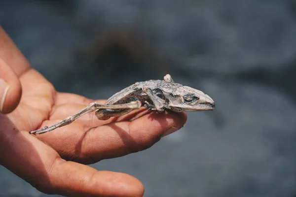 Dried Dead Frog Showing Its Body Skeleton Hand Isolated White — Stock Photo, Image