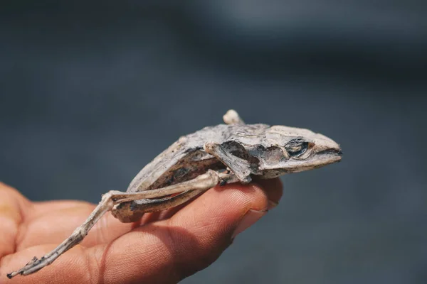 Sušená Mrtvá Žába Ukazuje Své Tělo Kostra Ruce Izolované Bílém — Stock fotografie