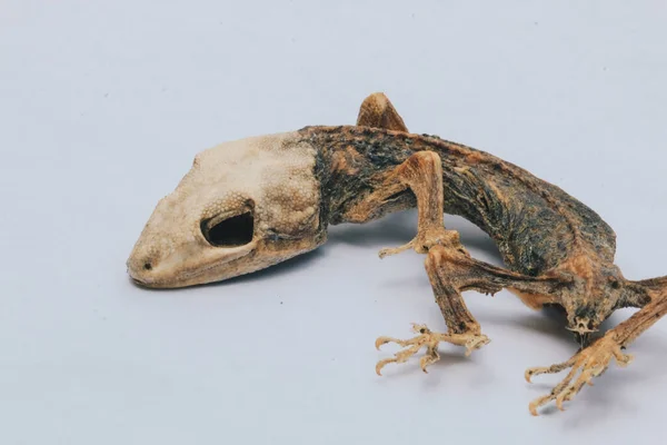 干枯的小蜥蜴 身体骨骼被白色隔离 — 图库照片