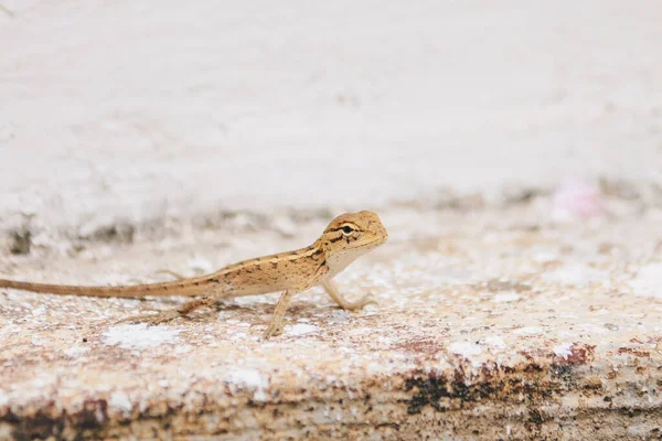 Baby Oriental Zahradní Ještěrka Calotes Versicolor Listech Nalezeno Asijských Zemích — Stock fotografie