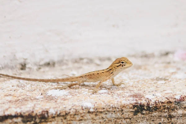 Baby Oriental Zahradní Ještěrka Calotes Versicolor Listech Nalezeno Asijských Zemích — Stock fotografie