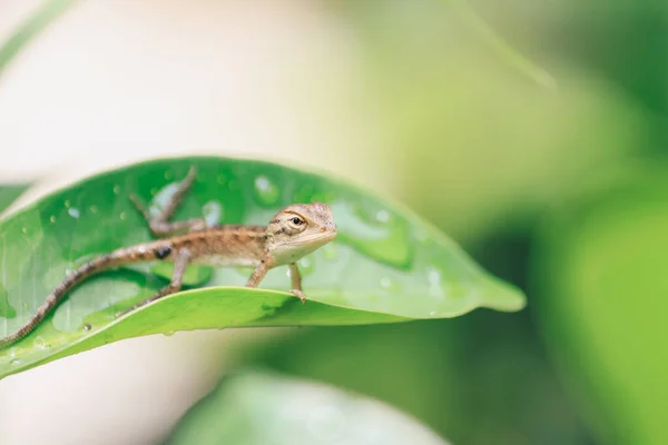 Baby Oriental Zahradní Ještěrka Calotes Versicolor Listech Nalezeno Asijských Zemích — Stock fotografie