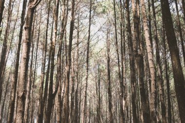 Hutan Pinus Mangunan, Yogyakarta, Endonezya 'daki çam ormanlarının sonbahar manzarası.