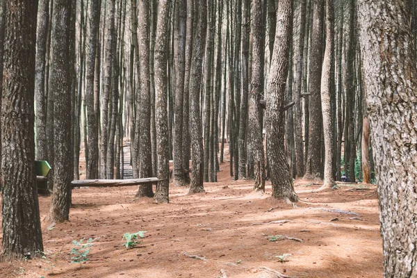 Hutan Pinus Mangunan Yogyakarta Endonezya Daki Çam Ormanlarının Sonbahar Manzarası — Stok fotoğraf