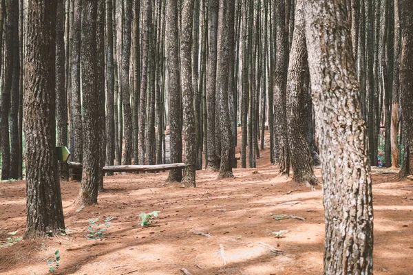 Hutan Pinus Mangunan Yogyakarta Endonezya Daki Çam Ormanlarının Sonbahar Manzarası — Stok fotoğraf