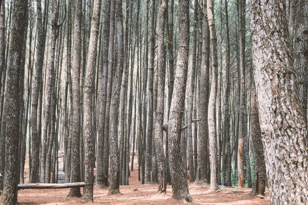 Hutan Pinus Mangunan Yogyakarta Endonezya Daki Çam Ormanlarının Sonbahar Manzarası — Stok fotoğraf