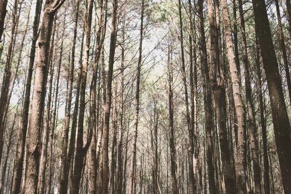 Hutan Pinus Mangunan Yogyakarta Endonezya Daki Çam Ormanlarının Sonbahar Manzarası — Stok fotoğraf