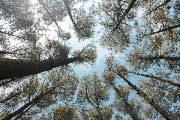 Вид Знизу Сосновий Ліс Фоном Блакитного Неба Сонячним Світлом — стокове фото
