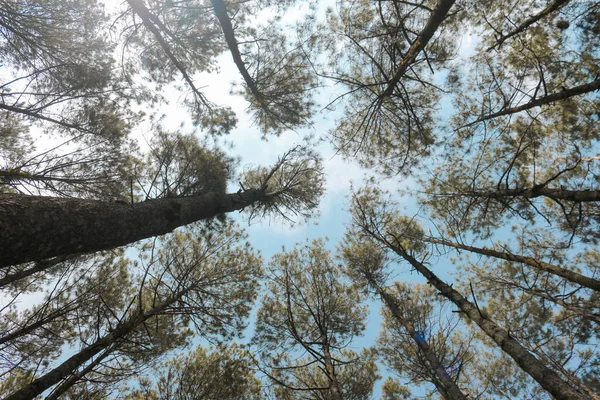 Вид Снизу Пейзаж Соснового Леса Голубым Небом Солнечным Светом — стоковое фото