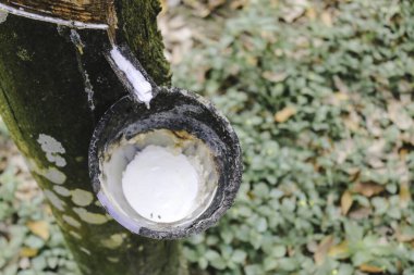 Plastik ağaçtan elde edilen lateks..