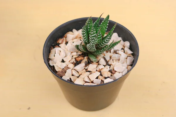 Mini kaktüs, zebra bitkisi, echeveria kalanchoe sulu ev bitkileri sarı masa arkasında plastik kaplar.