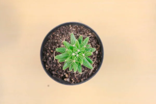 Kaktus Mini Tanaman Zebra Echeveria Kalanchoe Rumah Lezat Tanaman Pot — Stok Foto