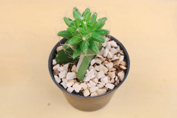 Mini Cactus Zebra Plant Echeveria Kalanchoe Succulent House Plants Plastic — Stock Photo, Image
