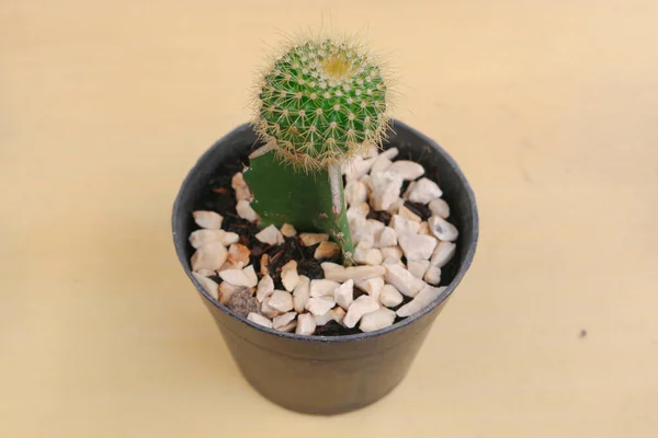 Mini Cactus Plante Zébrée Echeveria Kalanchoe Plantes Succulentes Maison Pots — Photo