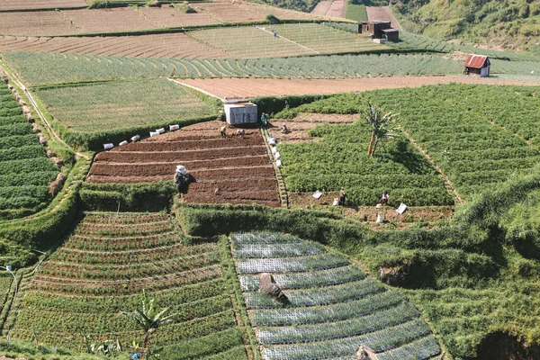 Belos Campos Arroz Terraço Com Fundo Montanha Céu Azul Tawangmangu — Fotografia de Stock