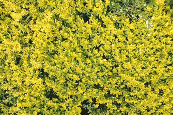 Fresh yellow bush for background