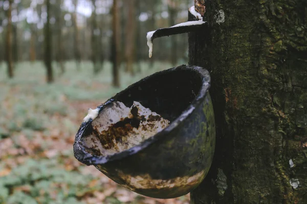 从天然橡胶的橡胶树来源中提取的乳油 — 图库照片