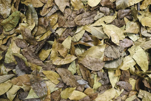 Coloré Brun Automne Feuilles Tombées Sur Fond Sol Forestier Brun — Photo