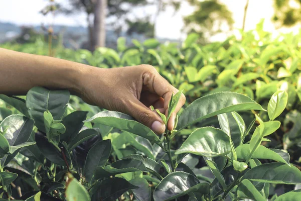 The farmer people picking tea leaf in farm tea plantation agriculture. Fresh nature background