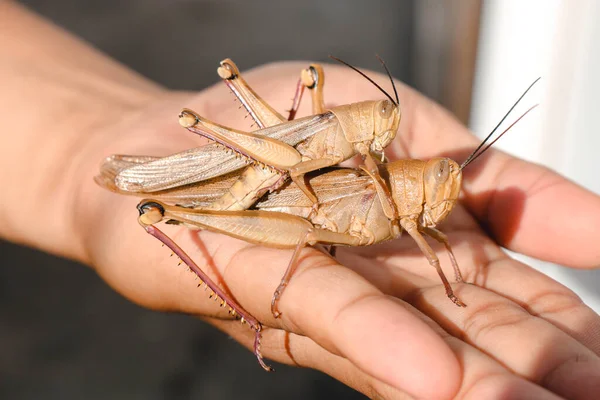 Parning Gräshoppor Gräshoppor Raser Sexuellt Nämligen Fördelningen Spermier Manliga Gräshoppor — Stockfoto