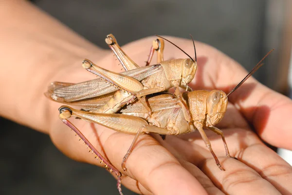 Grasshoppersとの出会い Grasshopperは性的に繁殖します すなわち 女性の体内に男性のバッタの精子の分布 — ストック写真