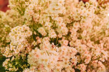 Dekorasyon olarak düzenlenmiş bir demet beyaz papatya çiçeği..