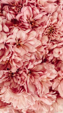 Pembe Kasımpatı çiçeğinin yakın plan resmi.