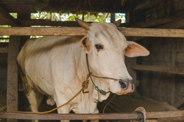 Endonezya kırsal kesiminde ahşap ve bambudan yapılmış geleneksel bir kafesin içinde beyaz bir ineğin yakın çekim görüntüsü..