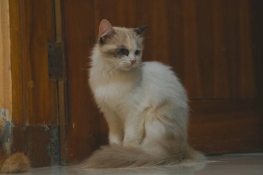 Oturan bir bez bebek kedi ahşap arka planda kamerayı dört gözle bekliyor..