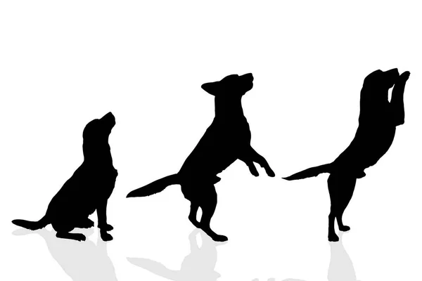 Siluetas Perros Saltoストックベクター ロイヤリティフリーsiluetas Perros Saltoイラスト ページ 2 Depositphotos Siluetas Perros Saltoストックベクター ロイヤリティフリーsiluetas Perros Saltoイラスト ページ 2 Depositphotos