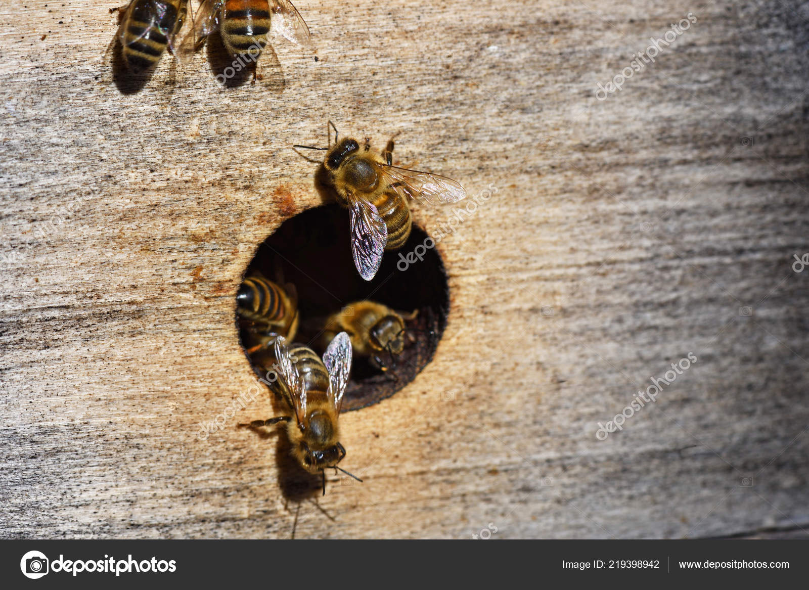 Groups Bees Swarming Hive — Stock Photo © MAJIVECKA 219398942