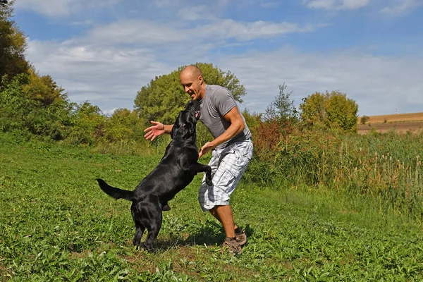 Mann Spielt Sonnigem Tag Mit Hund Park — Stockfoto