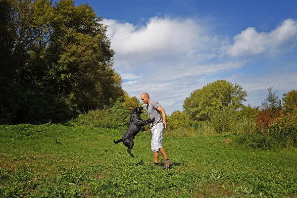 Mann Spielt Sonnigem Tag Mit Hund Park — Stockfoto