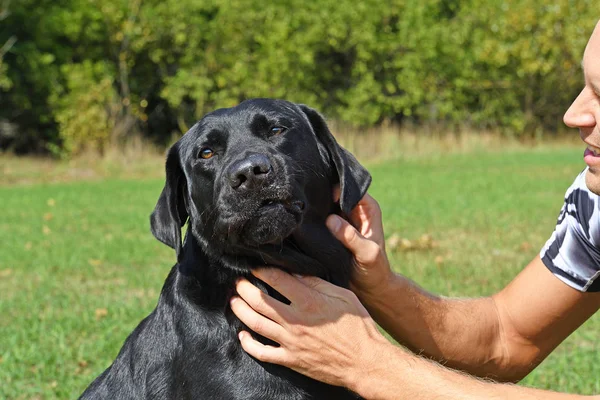Gesicht Eines Schwarzen Hundes Park Bei Sonnigem Tag — Stockfoto