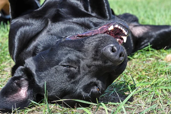 Gezicht Van Zwarte Hond Het Park Een Zonnige Dag — Stockfoto