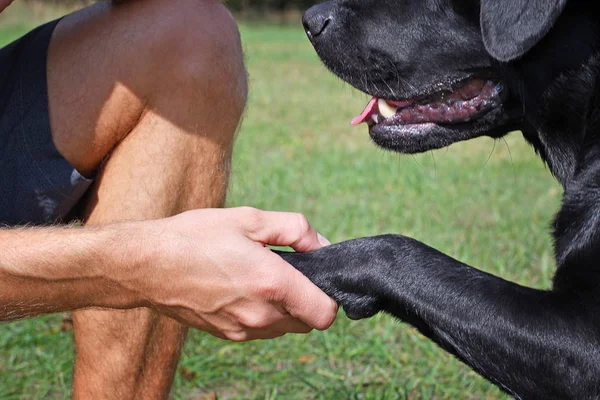 Черная Собака Дает Лапу Мальчика Парке Солнечный День — стоковое фото