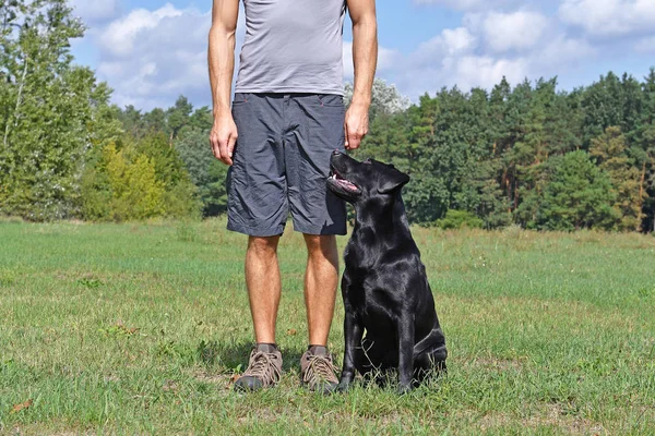 Mann Geht Bei Sonnigem Tag Mit Hund Park Spazieren — Stockfoto