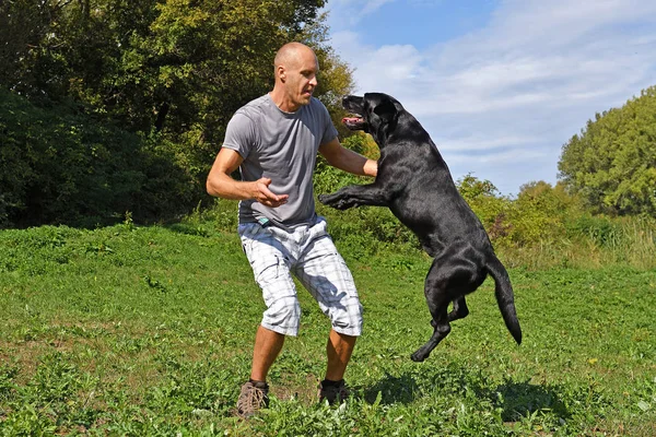 Man is jumping with dog in the park at sunny day.