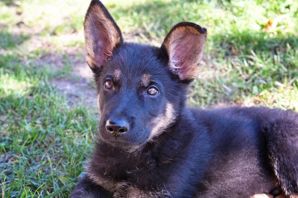 Das Gesicht Eines Kleinen Schäferhundes — Stockfoto