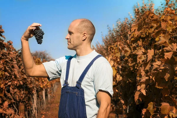 Een Man Toont Druiven Een Wijngaard Een Zonnige Dag — Stockfoto