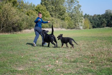 Küçük çocuk parkta köpekler ile oynarken.