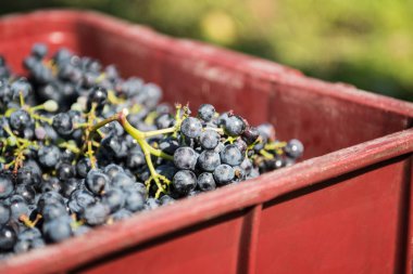 Güneşli bir günde bir bağ içinde kırmızı üzüm.