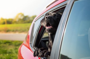 Siyah köpek arabada otur ve pencereden dışarı bakar.