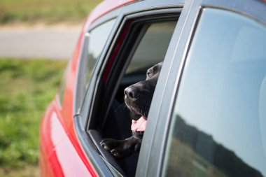Siyah köpek arabada otur ve pencereden dışarı bakar.