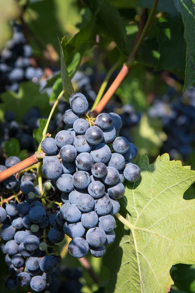 Raisins Rouges Dans Vignoble Par Une Journée Ensoleillée — Photo